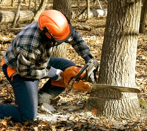Tree Removal in Bone Gap, IL